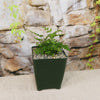 Autumn Fern ‘Dryopteris erythrosora’