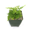 Autumn Fern ‘Dryopteris erythrosora’