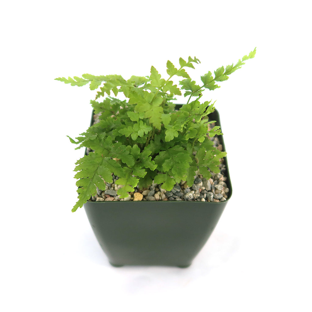 Autumn Fern ‘Dryopteris erythrosora’