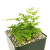 Autumn Fern ‘Dryopteris erythrosora’