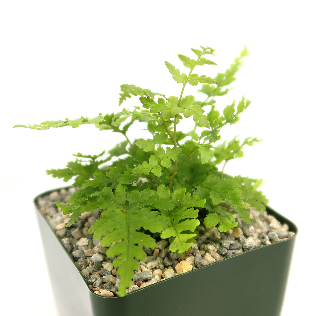 Autumn Fern ‘Dryopteris erythrosora’