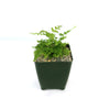 Autumn Fern ‘Dryopteris erythrosora’