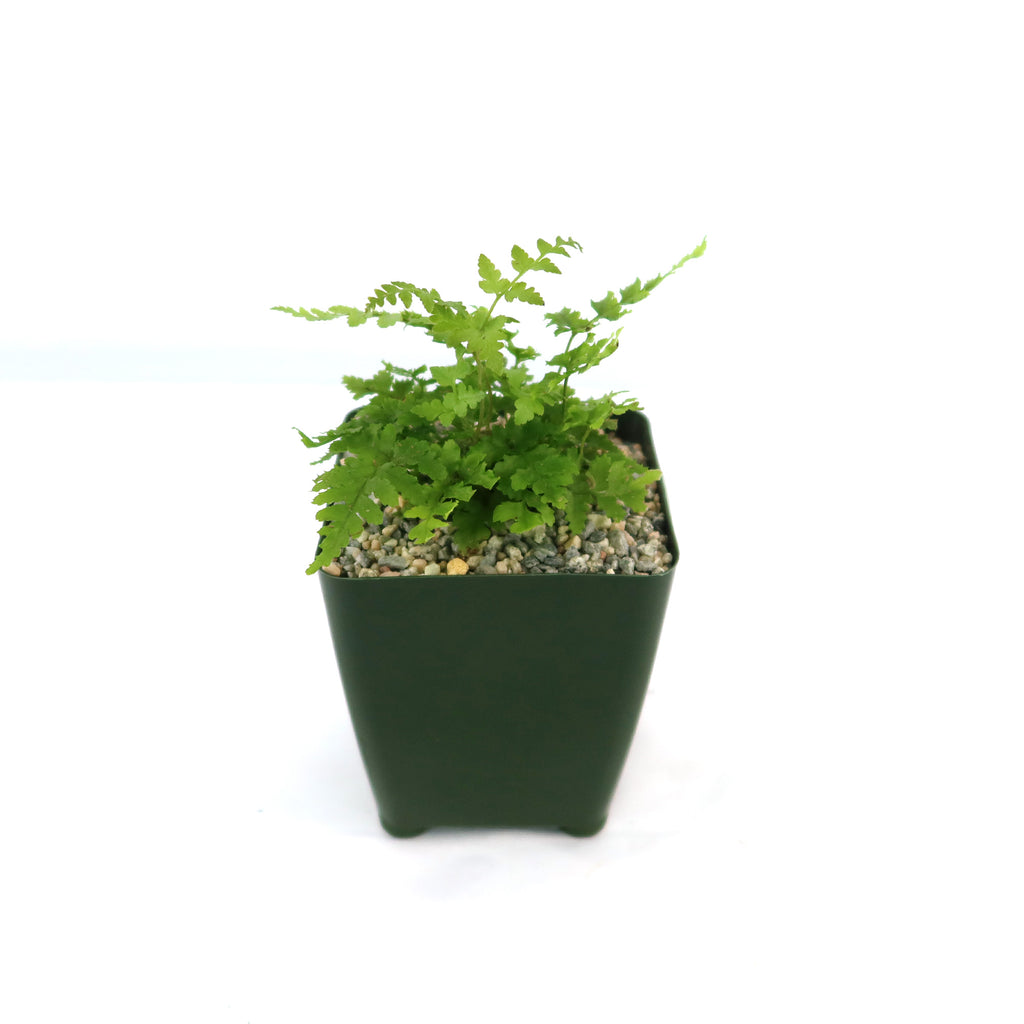 Autumn Fern ‘Dryopteris erythrosora’