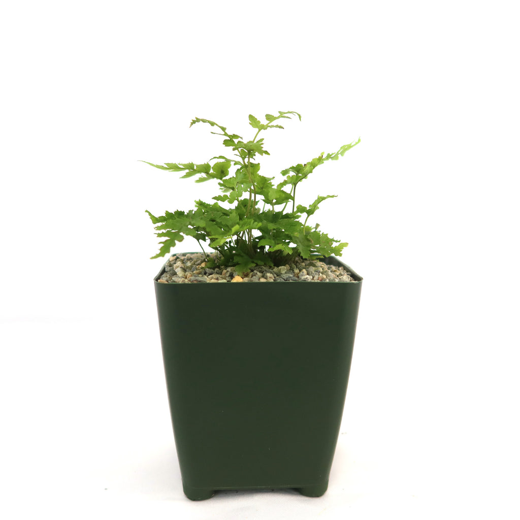 Autumn Fern ‘Dryopteris erythrosora’