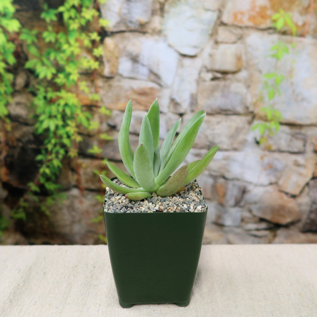 patrol_placeholder_a6ead9acc5af34cb22c78a05ed144ef7