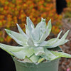 Giant Chalk Dudleya ‘Dudleya brittonii’