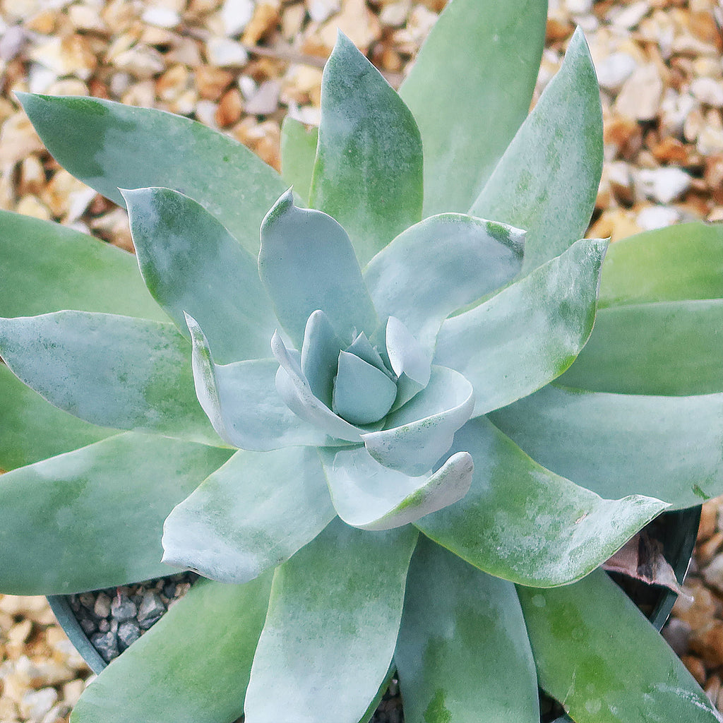 Giant Chalk Dudleya ‘Dudleya brittonii’