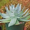 Giant Chalk Dudleya ‘Dudleya brittonii’