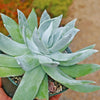 Giant Chalk Dudleya ‘Dudleya brittonii’