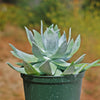 Giant Chalk Dudleya ‘Dudleya brittonii’