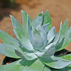 Giant Chalk Dudleya ‘Dudleya brittonii’