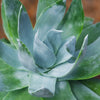 Giant Chalk Dudleya ‘Dudleya brittonii’