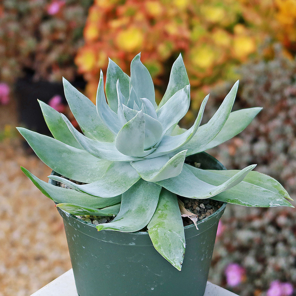 Giant Chalk Dudleya ‘Dudleya brittonii’