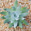 Giant Chalk Dudleya ‘Dudleya brittonii’