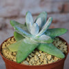 Dudleya pachyphytum