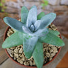 Dudleya pachyphytum