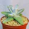 Dudleya pachyphytum