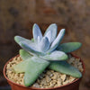 Dudleya pachyphytum