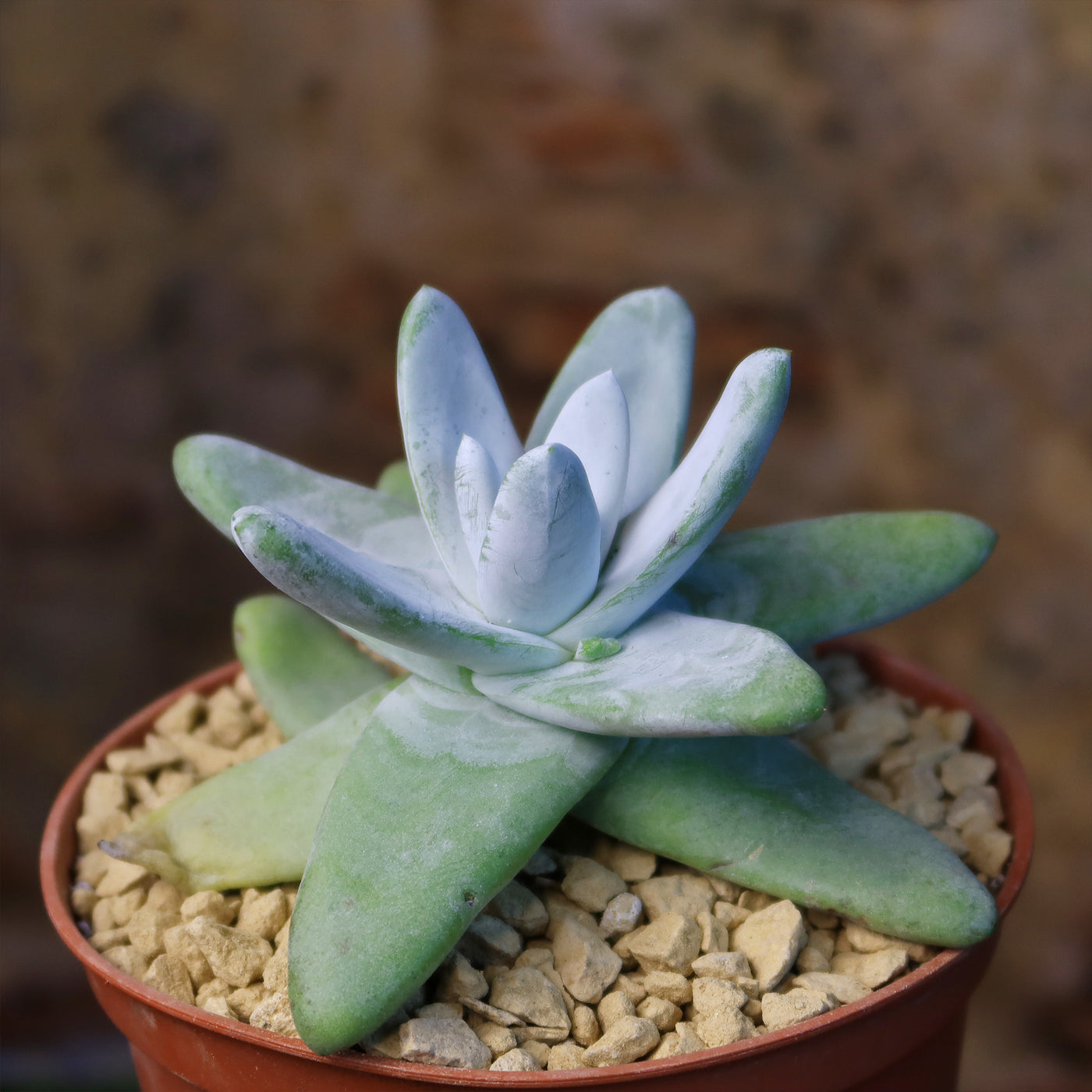 succulent pachyphytum Shop 'Dudleya pachyphytum' Care and Growing Guide