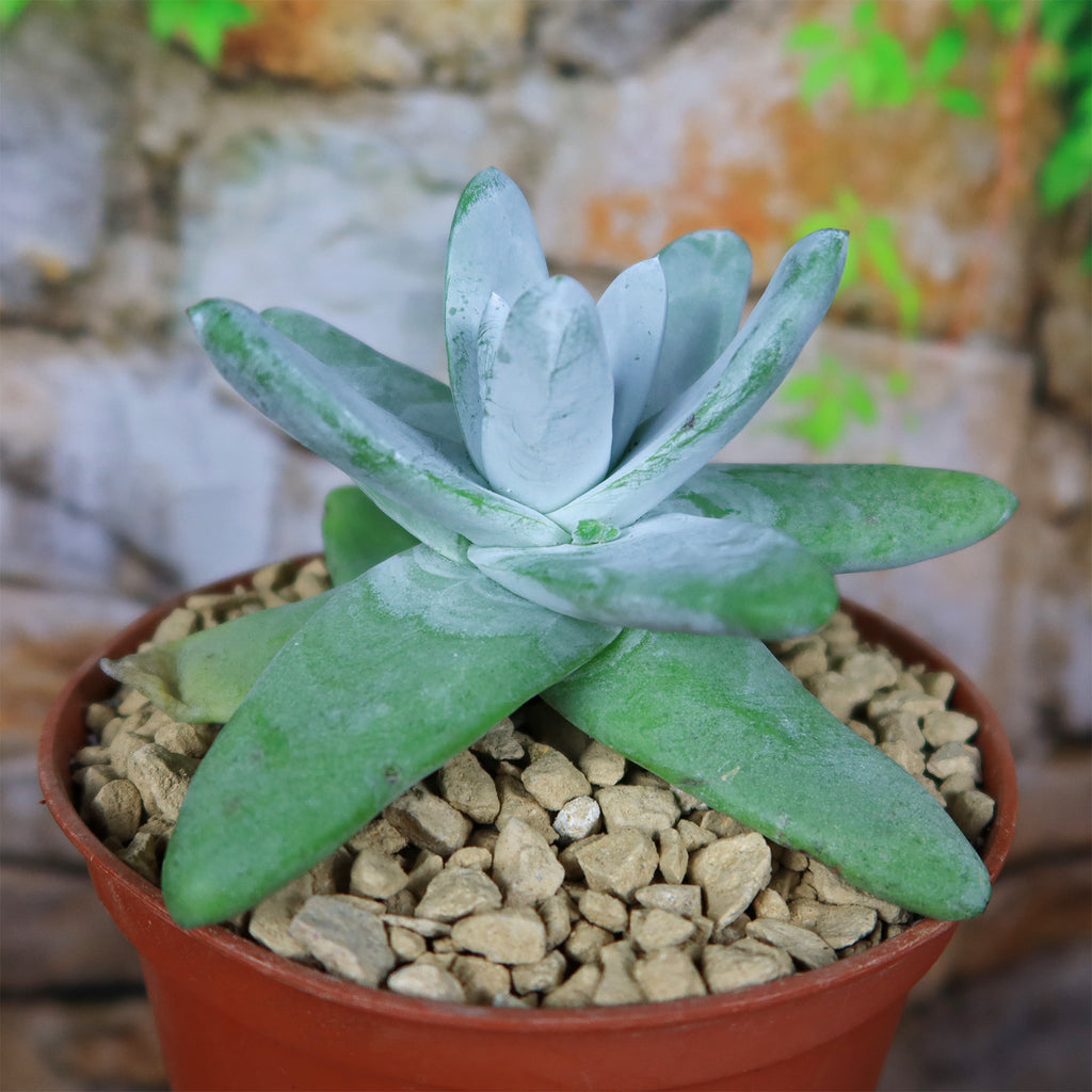 Dudleya pachyphytum
