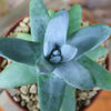 Dudleya pachyphytum