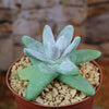 Dudleya pachyphytum