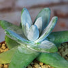 Dudleya pachyphytum