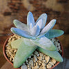 Dudleya pachyphytum