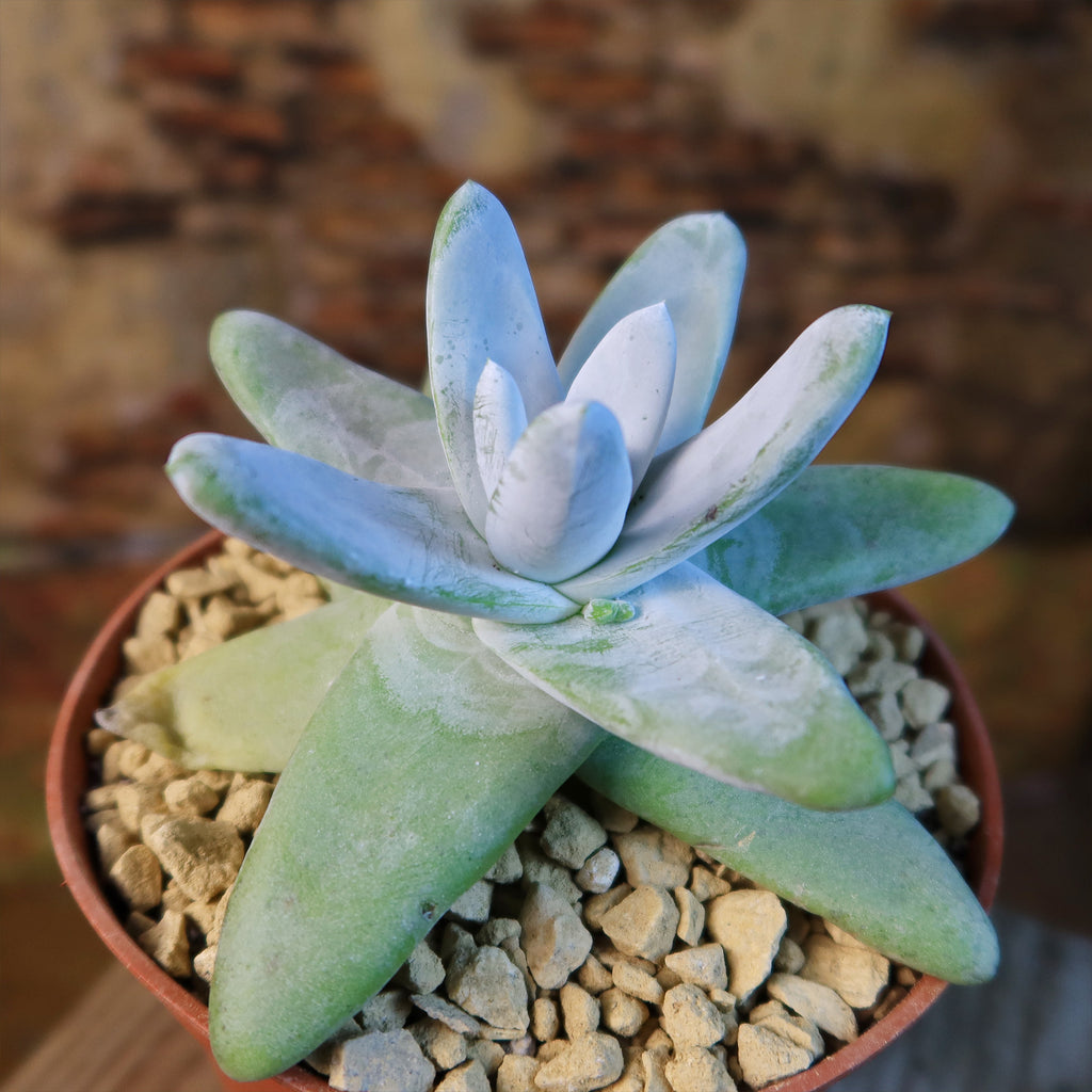 Dudleya pachyphytum
