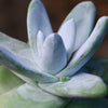 Dudleya pachyphytum