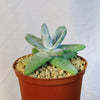 Dudleya pachyphytum