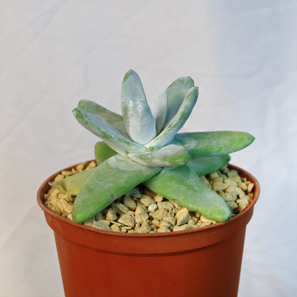 Dudleya pachyphytum