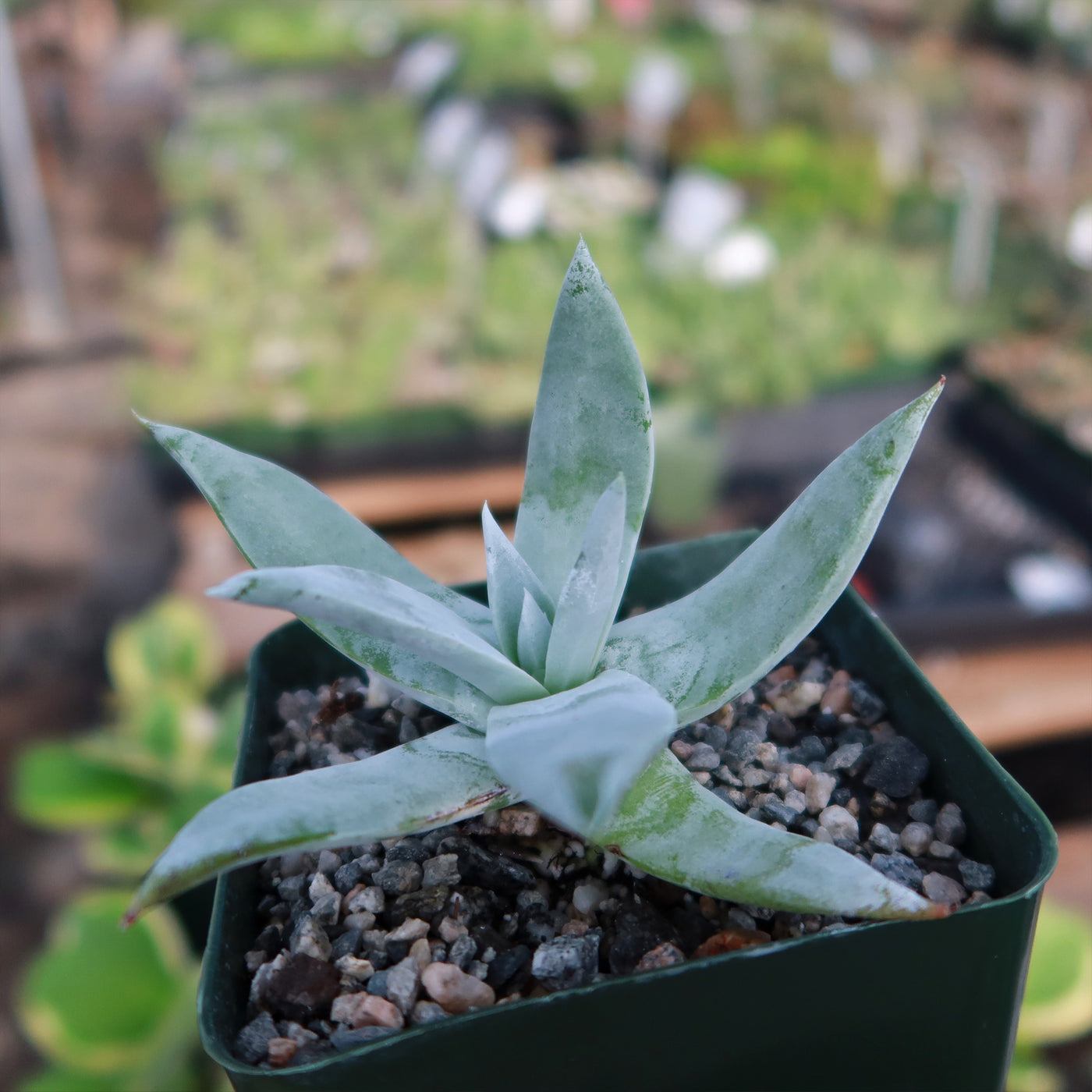 succulent that looks like lettuce Chalk Lettuce 'Dudleya pulverulenta' - Fast Delivery