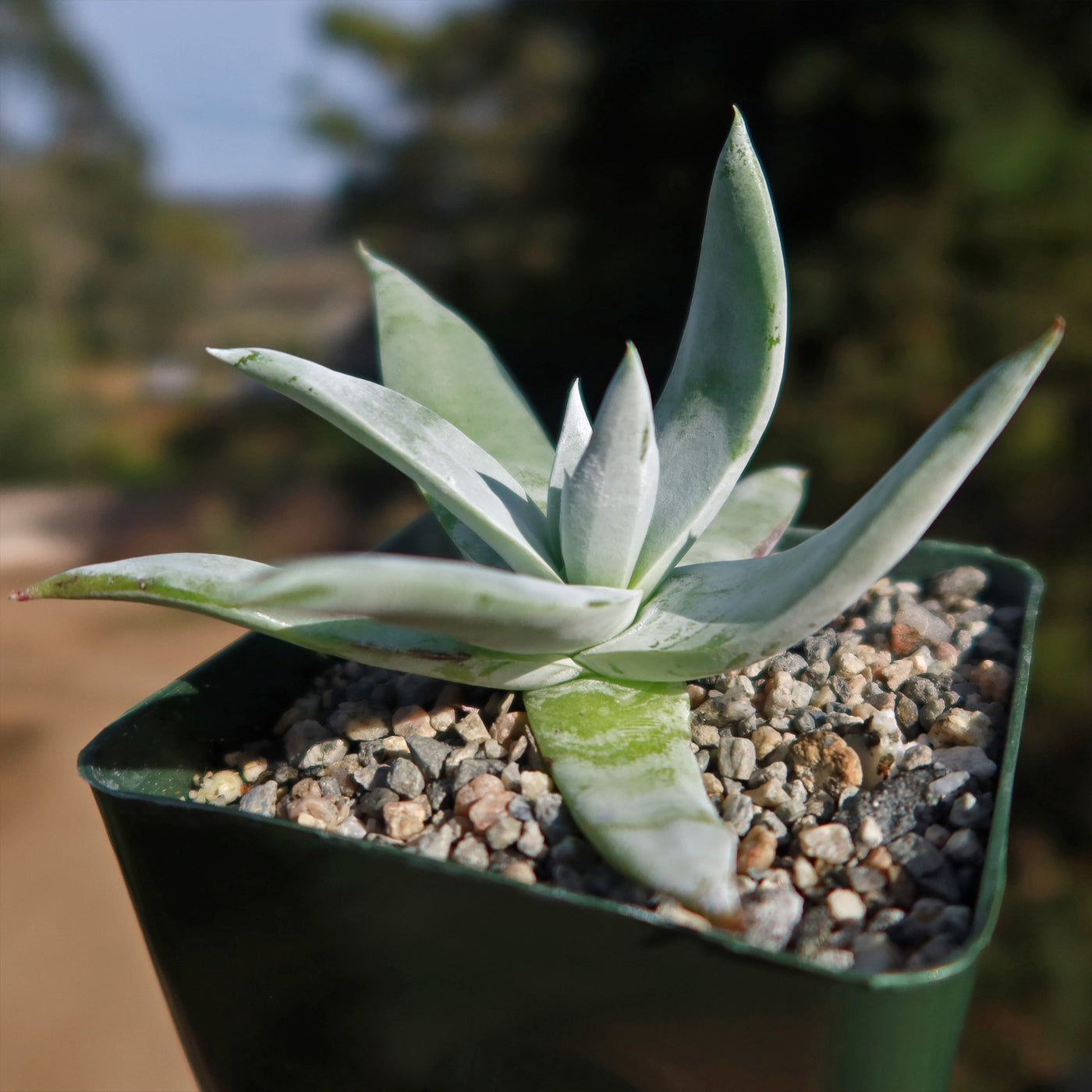 succulent looks like lettuce Chalk Lettuce 'Dudleya pulverulenta' - Fast Delivery