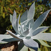 Giant Chalk Dudleya ‘Dudleya brittonii’