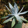 Giant Chalk Dudleya ‘Dudleya brittonii’