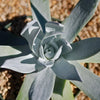 Giant Chalk Dudleya ‘Dudleya brittonii’