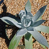 Giant Chalk Dudleya ‘Dudleya brittonii’