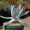 Giant Chalk Dudleya ‘Dudleya brittonii’