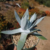 Giant Chalk Dudleya ‘Dudleya brittonii’