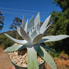 Giant Chalk Dudleya ‘Dudleya brittonii’