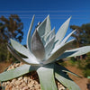 Giant Chalk Dudleya ‘Dudleya brittonii’