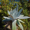 Giant Chalk Dudleya ‘Dudleya brittonii’