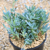 Dwarf Blue Chalk Sticks - Senecio serpens