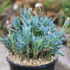 Dwarf Blue Chalk Sticks - Senecio serpens