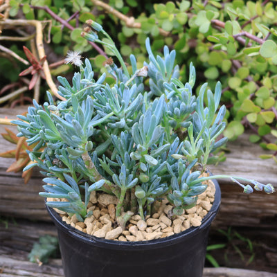 trident blue succulent Dwarf Blue Chalk Sticks