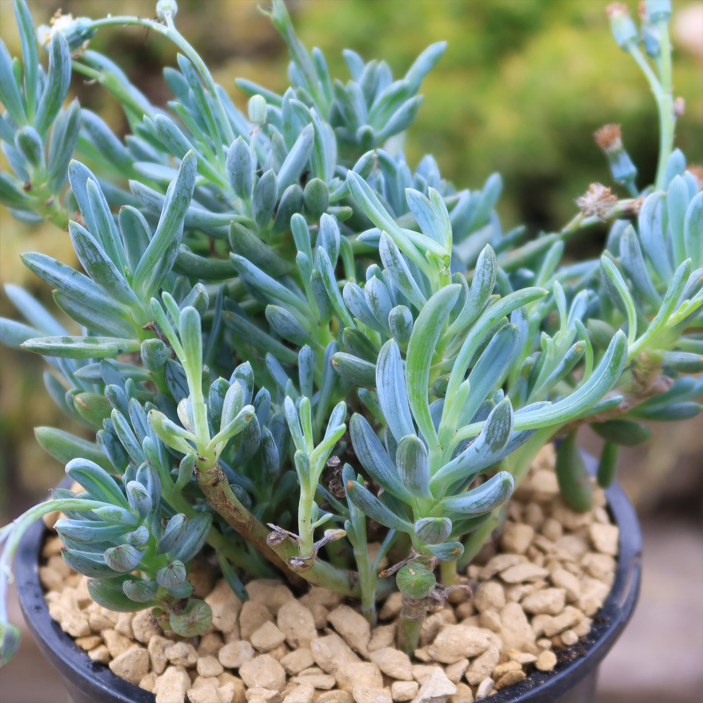 blue chalksticks succulent Shop 'Dwarf Blue Chalk Sticks - Senecio serpens' Care and Info