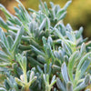 Dwarf Blue Chalk Sticks - Senecio serpens