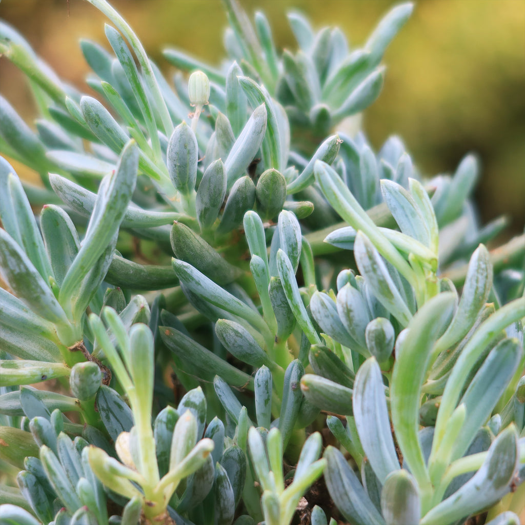 Dwarf Blue Chalk Sticks - Senecio serpens