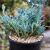 Dwarf Blue Chalk Sticks - Senecio serpens